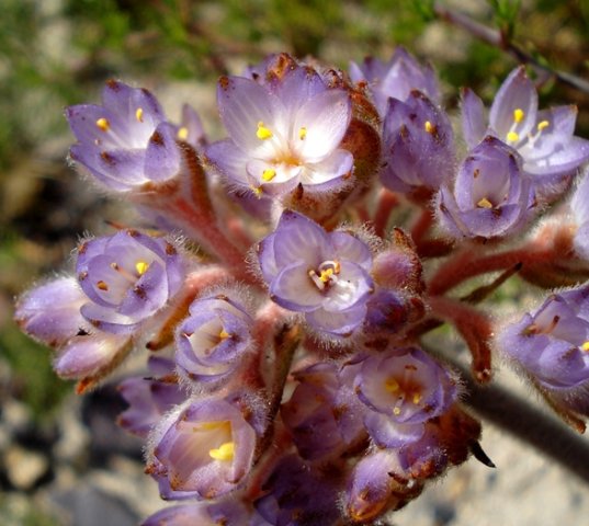 Dilatris pillansii, some floral features